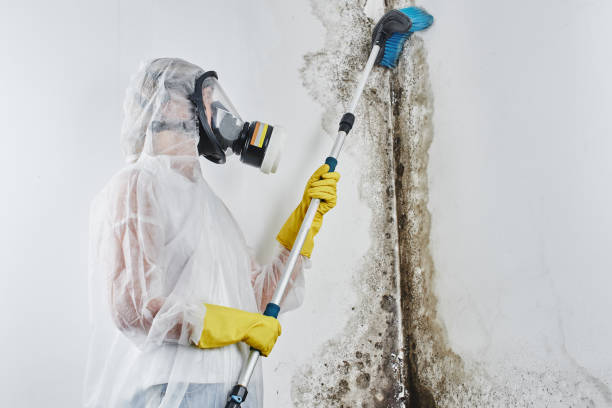 Best Mold Damage Repair  in Cartervle, IL