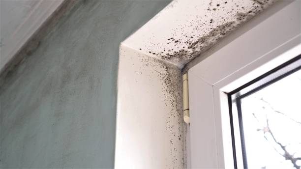 Best Commercial Mold Removal  in Cartervle, IL