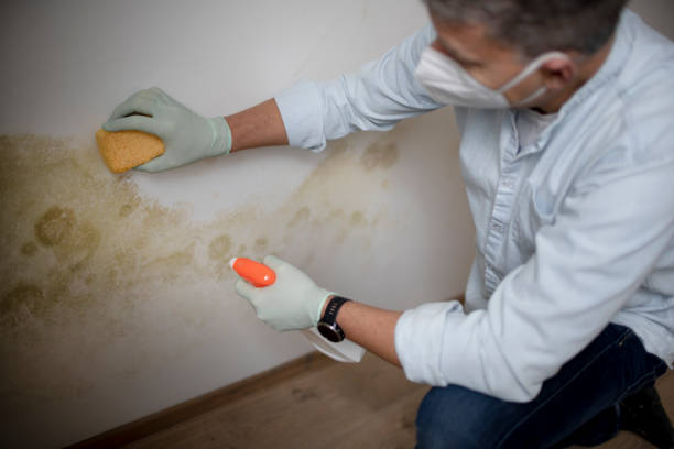 Best Certified Mold Removal  in Cartervle, IL