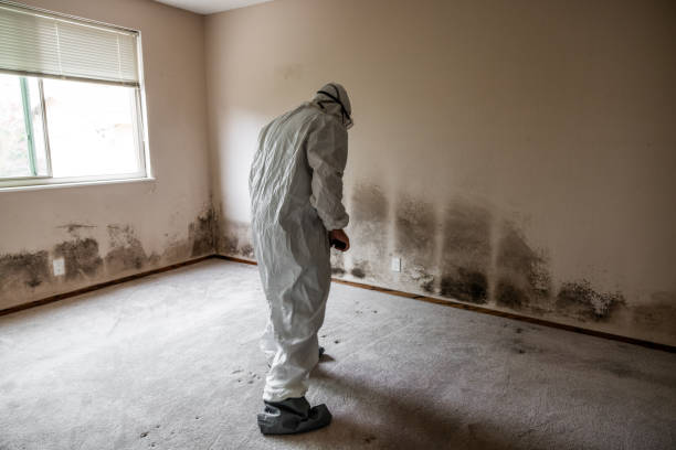 Best Mold Remediation  in Cartervle, IL
