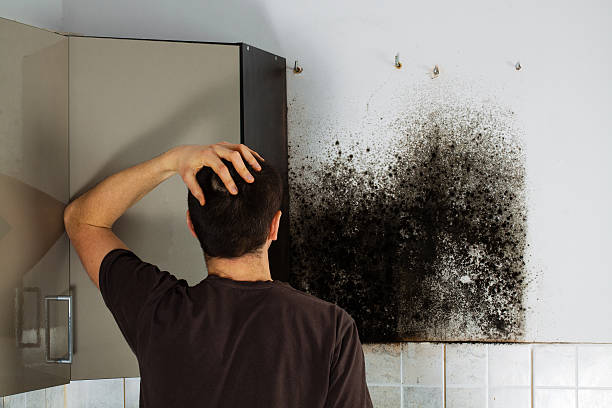Best Professional Mold Removal  in Cartervle, IL