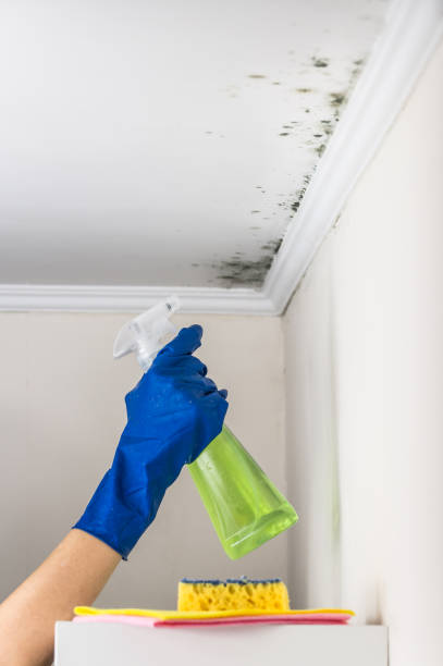 Best Black Mold Removal  in Cartervle, IL